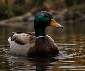 Mallard Duck