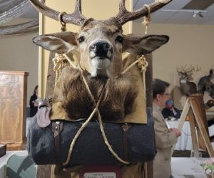 deer